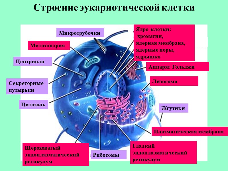 Строение эукариотической клетки Митохондрия Цитозоль Гладкий эндоплазматический ретикулум Шероховатый эндоплазматический ретикулум Рибосомы Секреторные пузырьки